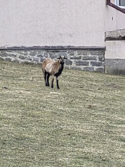 Prodám ovce kamerunské - 3