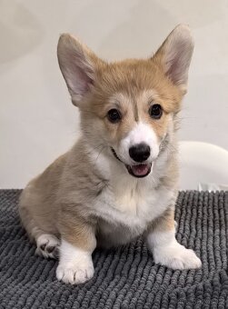 Welsh Corgi Pembroke s PP - 3