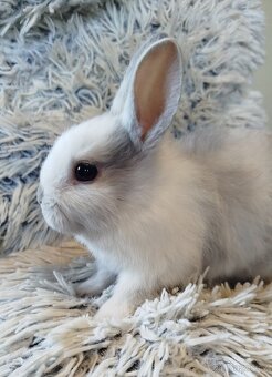 Zakrslý krátkouchý - 3