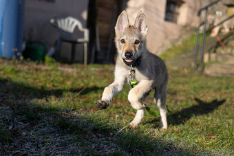 Československý vlčák s PP - 3