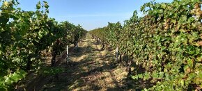 Vinici 2,6h. ( bio produkce) - 3