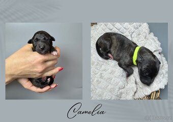 Štěně chrt/whippet/vipet s PP - 3