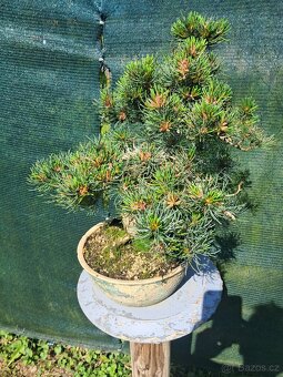 Bonsai,bonsaj Borovice Drobnokvètá - 3