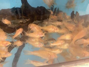 Corydoras aeneus albin - Chovné i mladé - 3