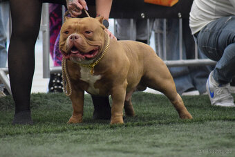 Krytí – American Bully Pocket – Grandšampion (jediný v ČR,S) - 3