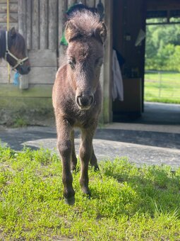 Shetland pony s PP hřebeček - 3
