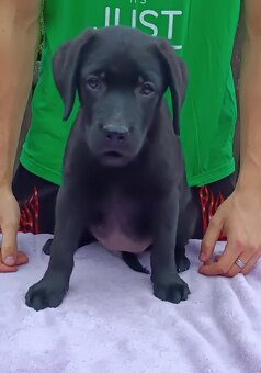 Labradorský retriever s PP - 3