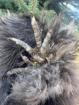 Hedvabnička velká vousatá - 3