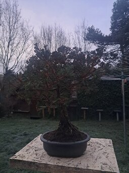Bonsaj,bonsai Cypřiš - 3