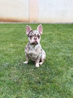 Francouzsky buldoček isabella tan merle fenka - 3