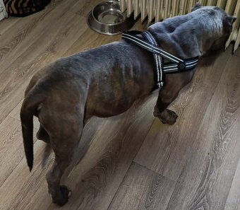 American bully XL - 3