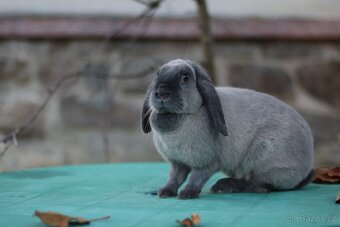 Sportovní králík - 3