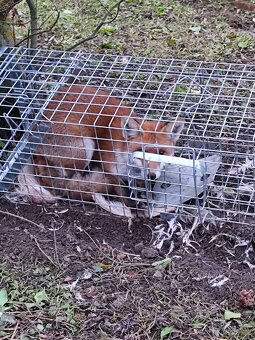 Past, sklopec na škodnou - 3