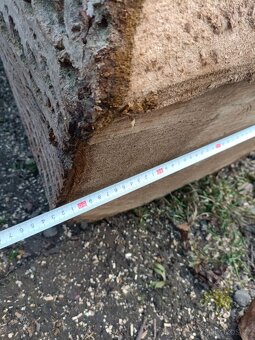 Orech kmen stromu - 3