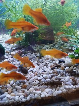 Akvarijní rybičky - 3