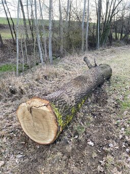 Dubová kulatina - 3