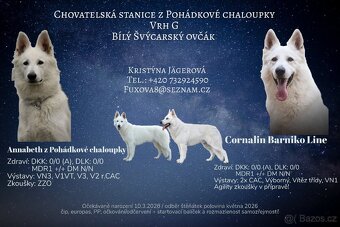 Švýcarský ovčák s PP - 3