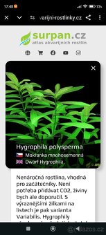 Mokřanka mnohosemenná, Hygrophila polysperma - 3