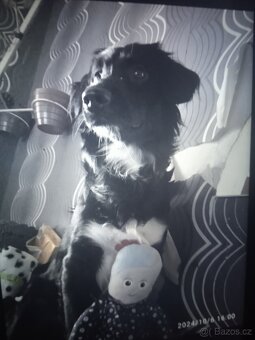 Tři kočičky a jeden pejsek naléhavě hledají DOČASNÝ domov. - 3