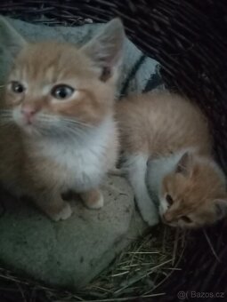 Daruji 5 koťat - 3