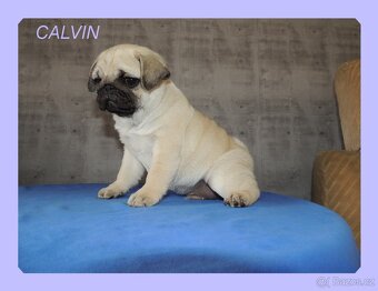 MOPS s PP. - 3