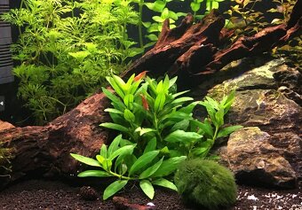 Krevetky Red Cherry - Neocaridina Davidi - 3
