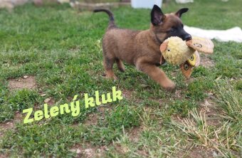 🐾 Aragorn – Malinois s PP, připravený na výzvy 🐾 - 3