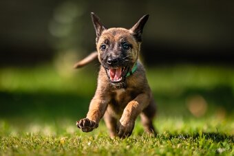 Belgický ovčák - Malinois s PP - 3