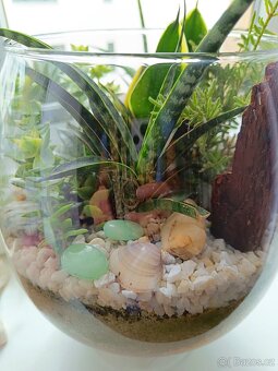 Florarium/Kompozice ze sukulentu ve vaze - 3