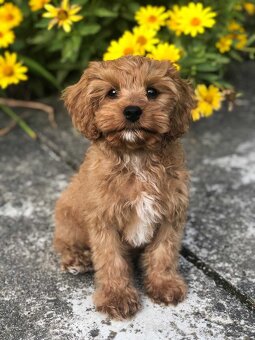 Cavapoo s pp, registrací - 3