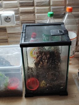 Poecilotheria Metallica, Regalis +dárek - 3