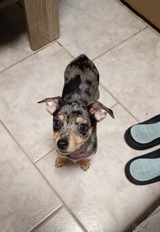 Trpasličí pinč bez PP - 3