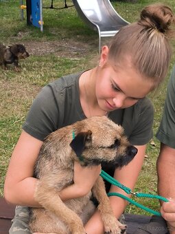 Prodám štěňata velšteriérů s PP - 3