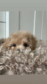 Maltipoo f1 boy pes - 3