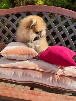 Pomeranian mini - 3