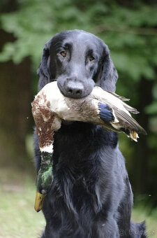 Flat coated retriever s PP Černí pejsci - 3