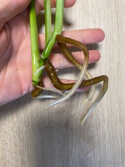 Zakoreneny rizek monstera adansonii/monkey mask - 3