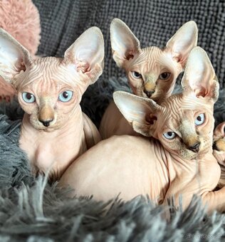 Koťátka - Kanadský Sphynx - 3
