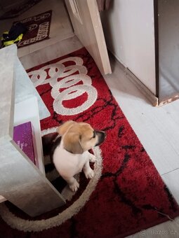Jack Russell teriér - 3