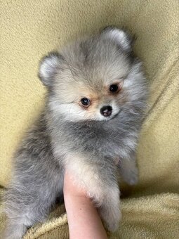 Nádherná fenečka pomeraniana s PP FCI - 3