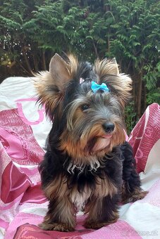 Yorkshire terrier (Black and tan) s PP - 3