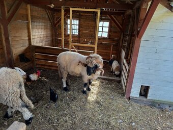 Walliserská ovce - 3