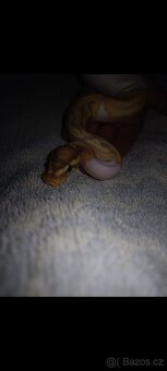 Krajta královská - 3