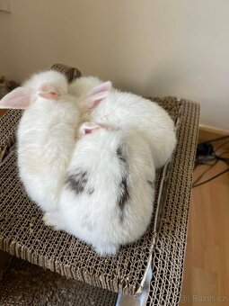 Králičci k rezervaci - 3