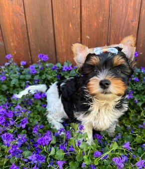 Biewer yorkshire terrier - 3