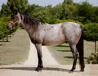 Na predaj QH kobyla - 3