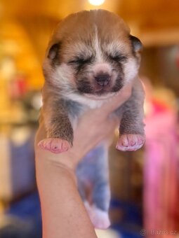 Japonská Akita Inu s PP - 3