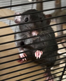 Dumbo potkani 1,5 roku - 3