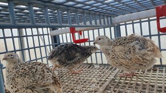 Klec CIMUKA s 8 křepelkami - 3