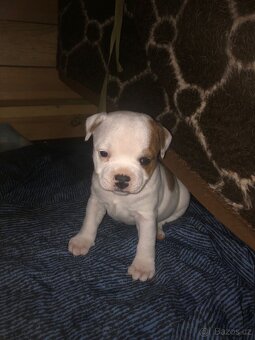 Stafordšírský bulteriér - 3